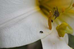 Imagem de Lilium regale E. H. Wilson