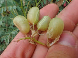 Plancia ëd Astragalus accidens var. hendersonii (S. Wats.) M. E. Jones