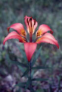 Lilium philadelphicum L. resmi