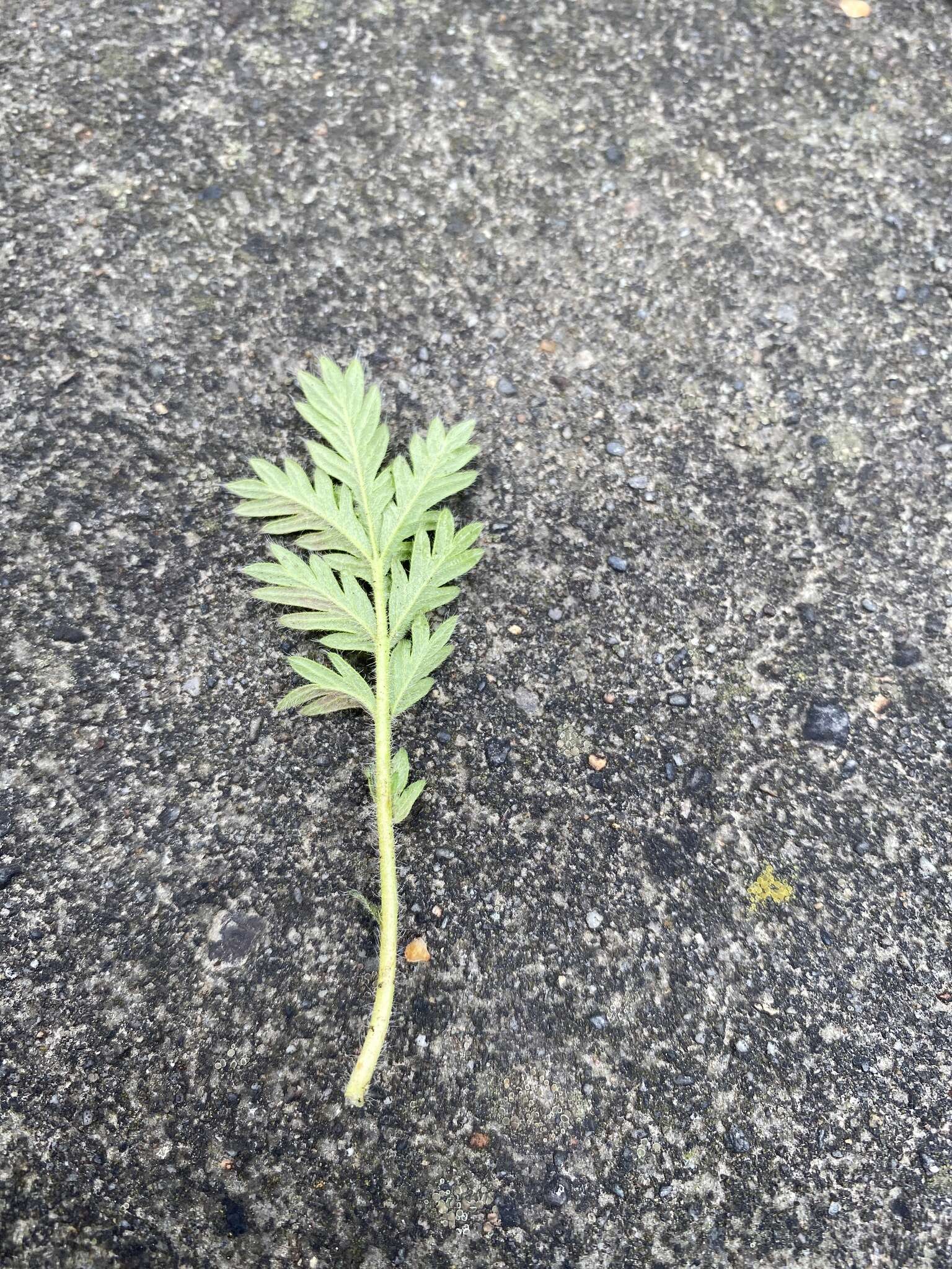 Image de Potentilla chalchorum Sojak