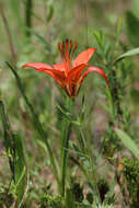 Lilium philadelphicum L. resmi