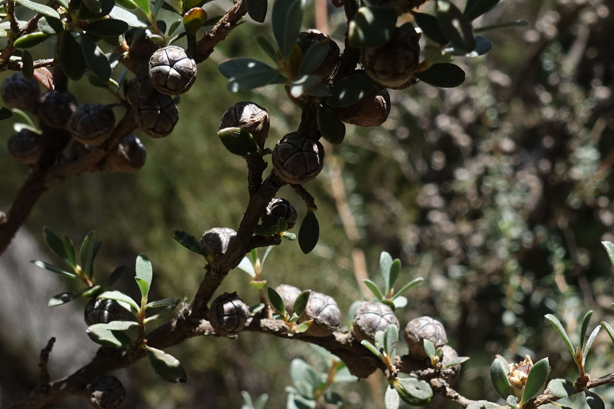 Sivun Leptospermum myrtifolium Sieber ex DC. kuva