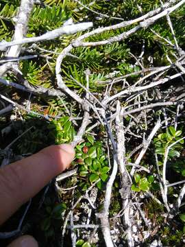 Image of northern mountain cranberry