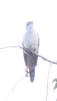 Image of Banded Bay Cuckoo