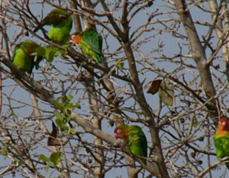 Image of Lilian's Lovebird