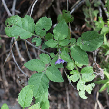 Solanum stoloniferum Schltdl. & Bouche的圖片