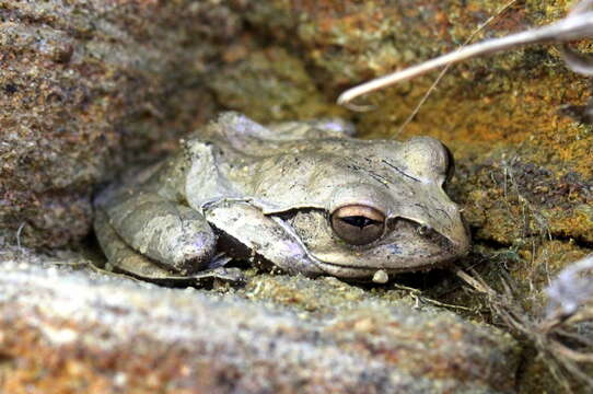 Image of Aglyptodactylus Boulenger 1918