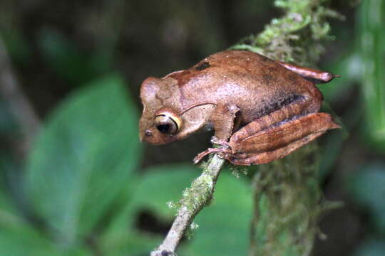 Image of Madagascar Bright-eyed Frog