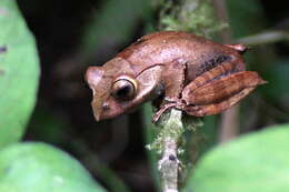 Image of Madagascar Bright-eyed Frog