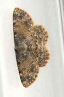 صورة Charissa variegata Duponchel 1830