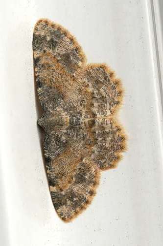 صورة Charissa variegata Duponchel 1830