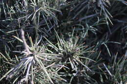 Image of Ephedra compacta Rose