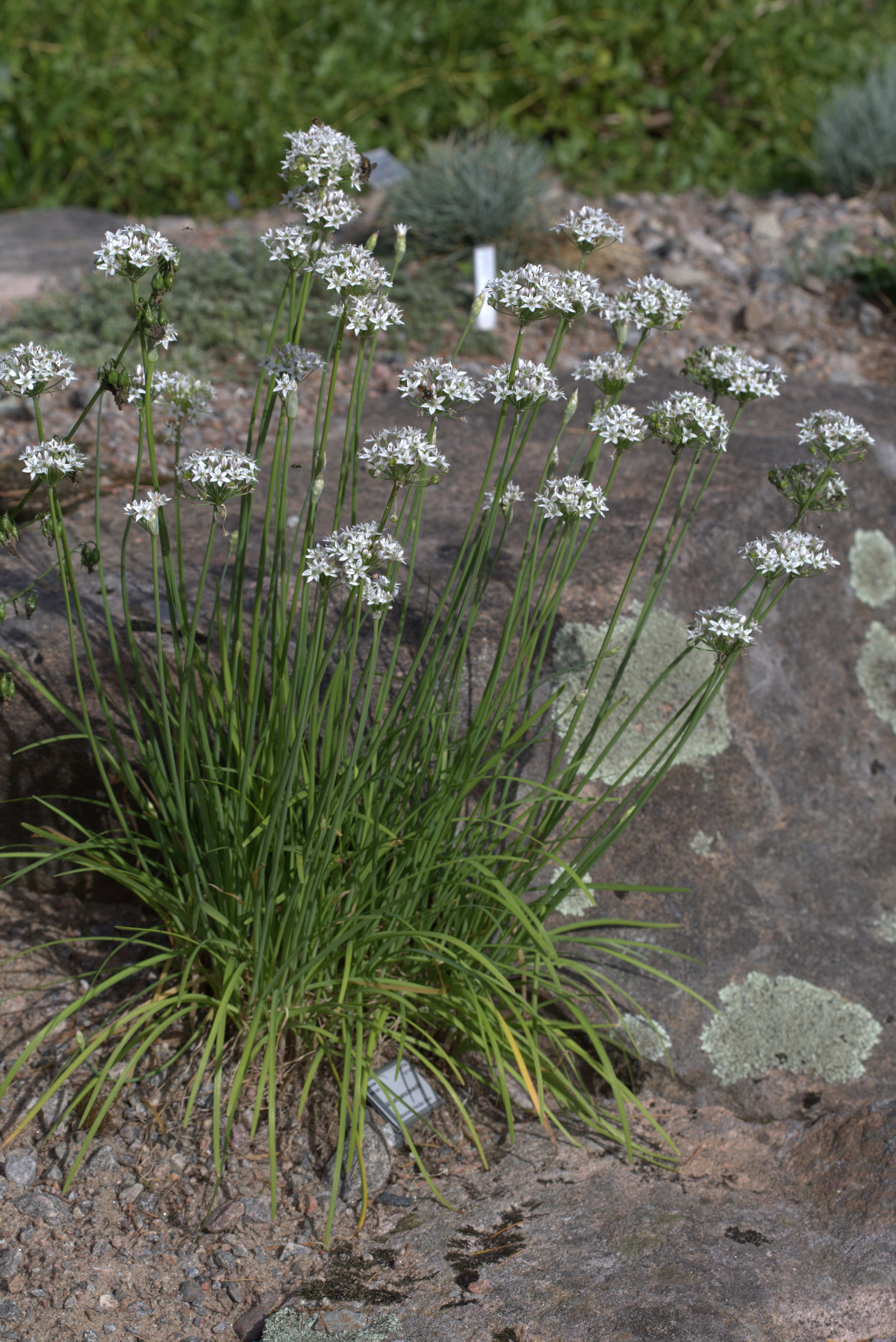 Image of Allium barsczewskii Lipsky