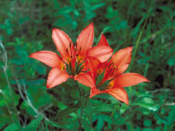 Lilium philadelphicum L. resmi