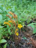 Image of Galium broomrape