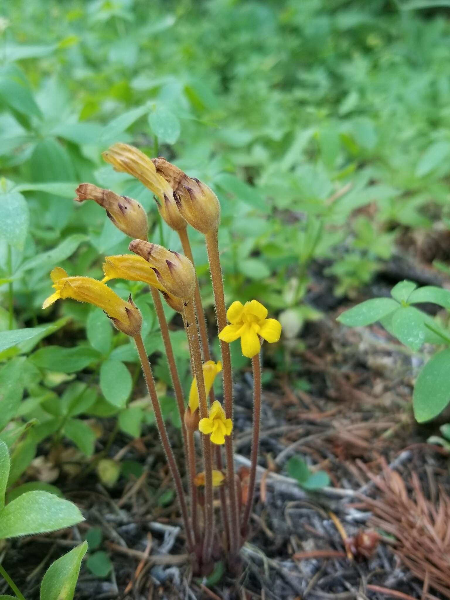 Image of Galium broomrape