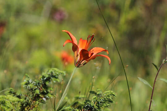 Lilium philadelphicum L. resmi