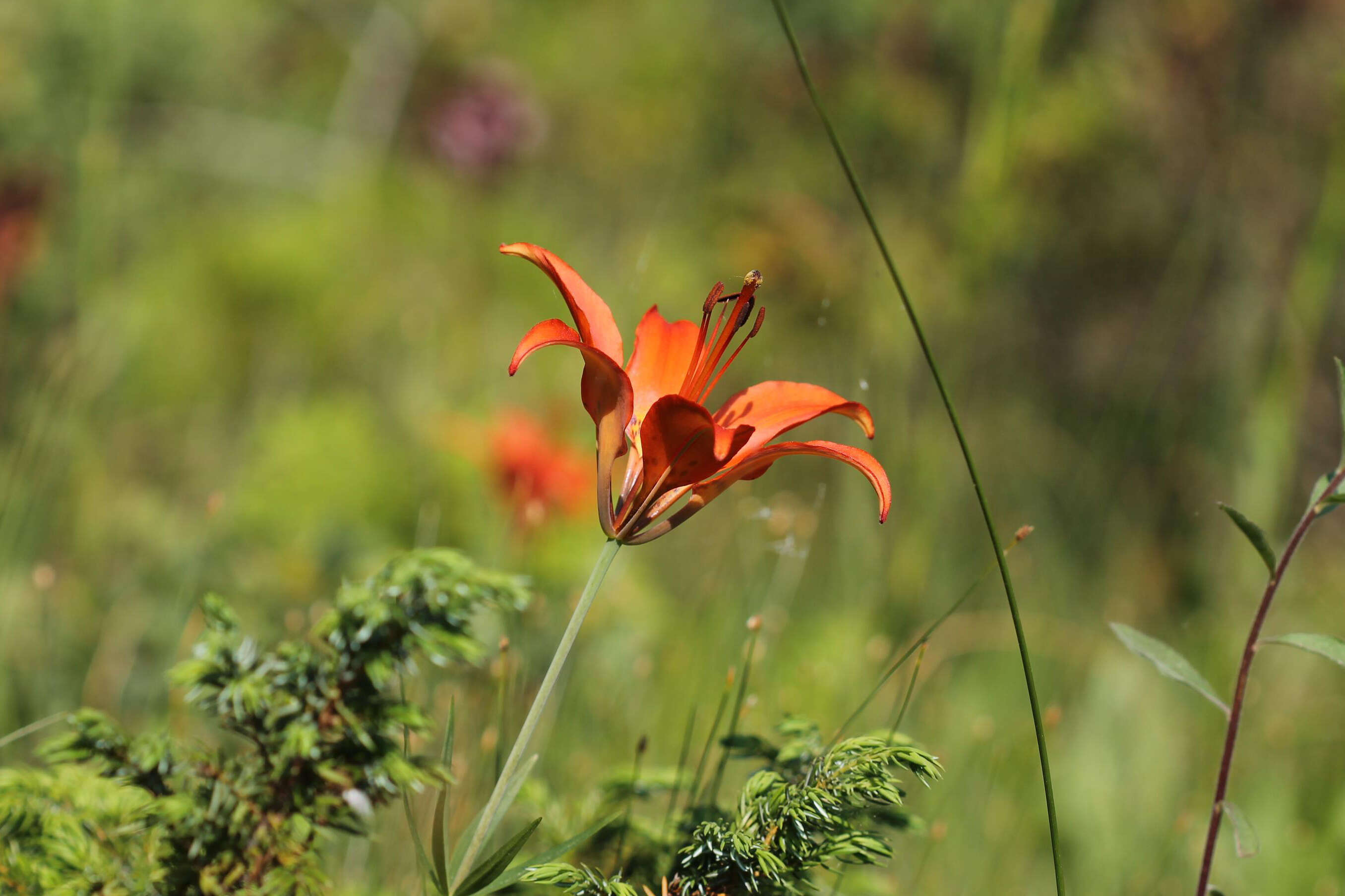 Lilium philadelphicum L. resmi