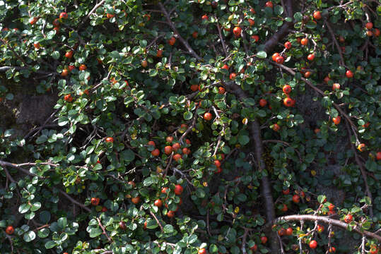 Image of creeping cotoneaster