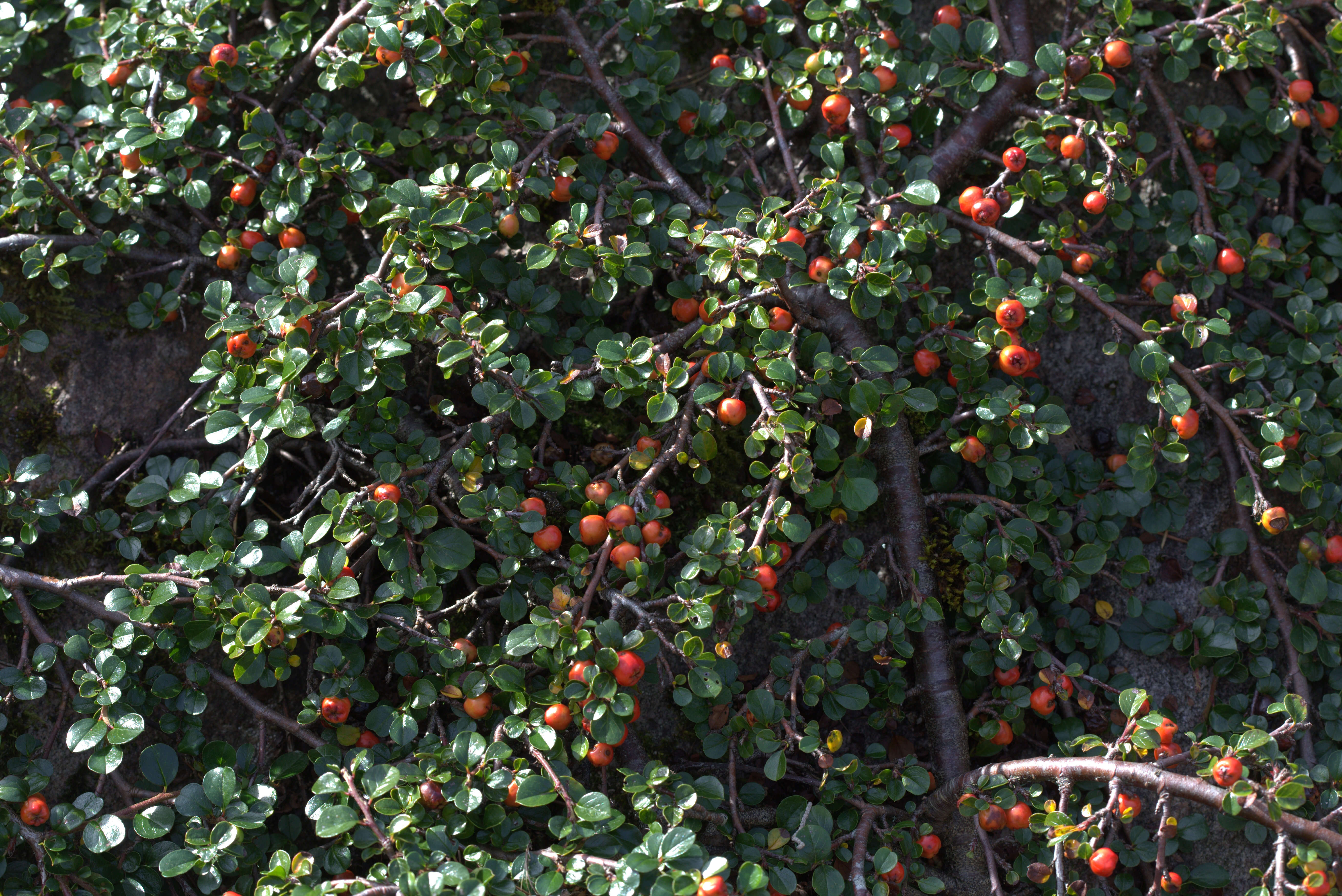 Image of creeping cotoneaster