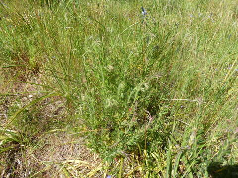 Image of Gonocarpus elatus (A. Cunn. ex Fenzl) Orchard