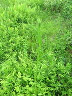 Sivun Achillea acuminata (Ledeb.) Sch. Bip. kuva