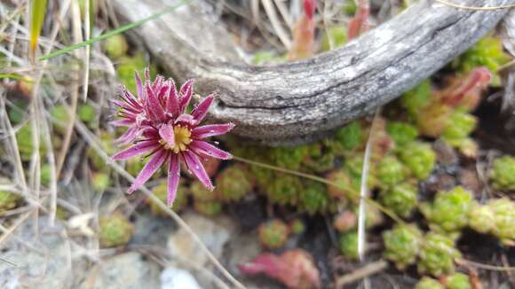 Image de Sempervivum montanum L.