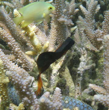 Image of Brown coral blenny