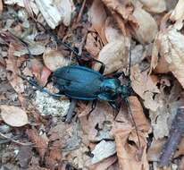 Image of Carabus (Eucarabus) catenulatus Scopoli 1763