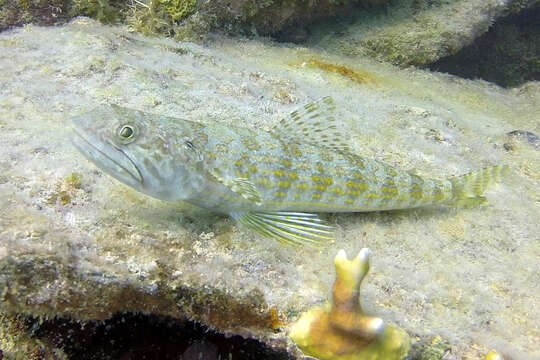 Image of Lizardfish