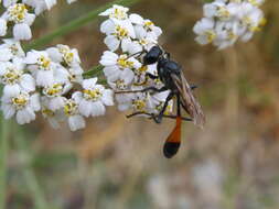 Image of Ammophila sabulosa (Linnaeus 1758)