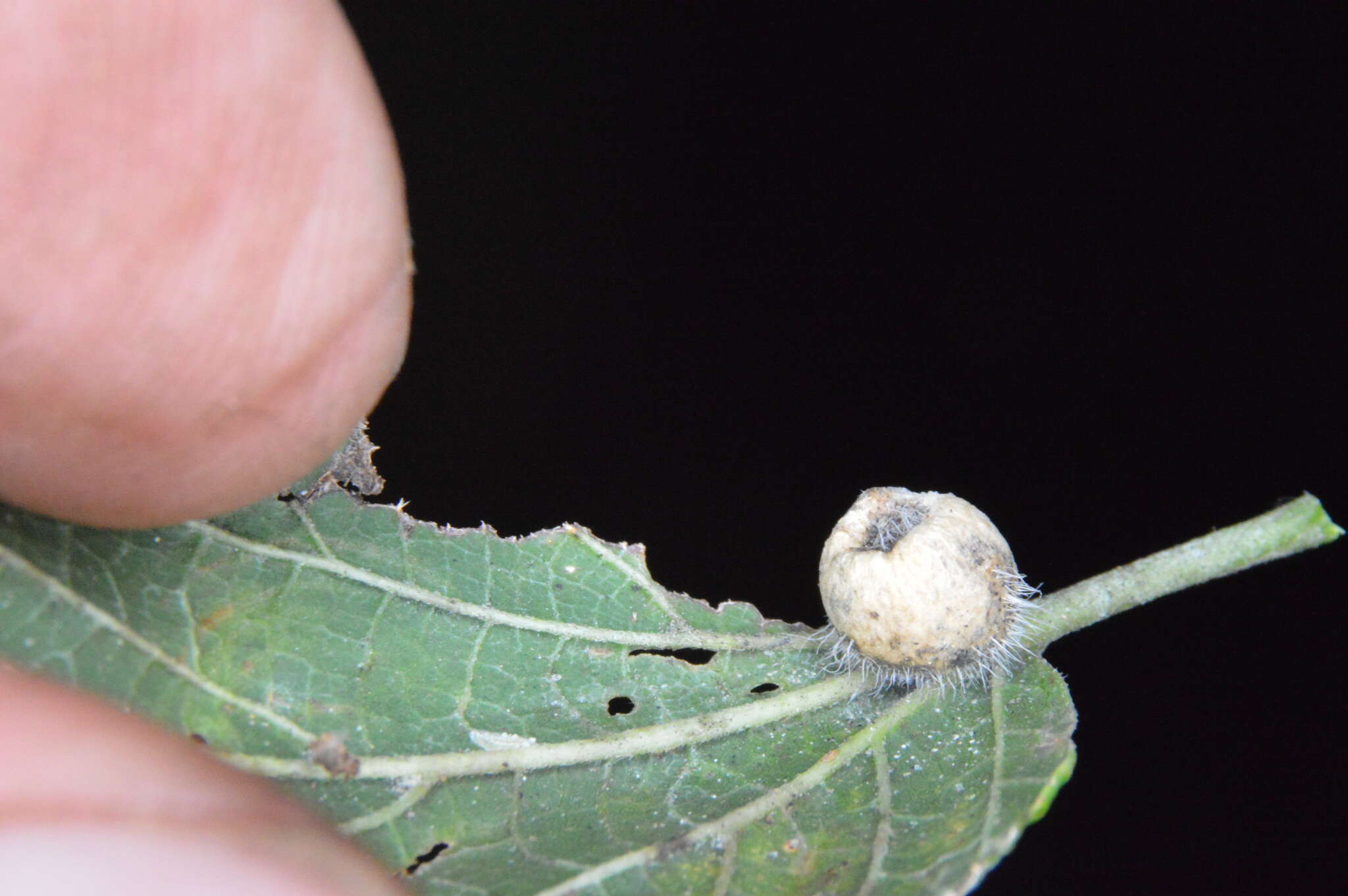 Image of Celticecis pubescens (Patton 1897)