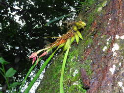 Image of Maxillaria meleagris Lindl.