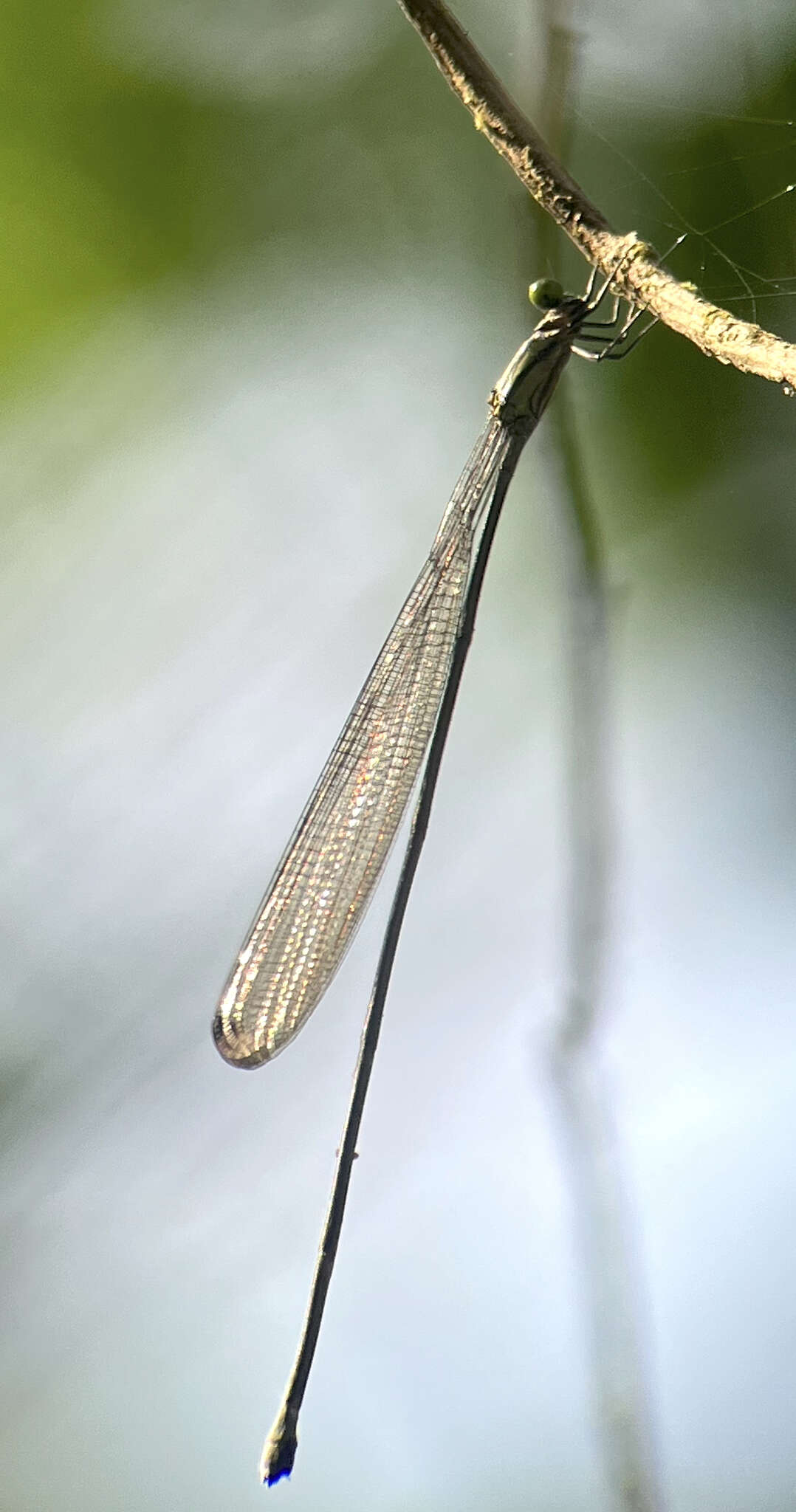 Image of Mecistogaster modesta Selys 1860