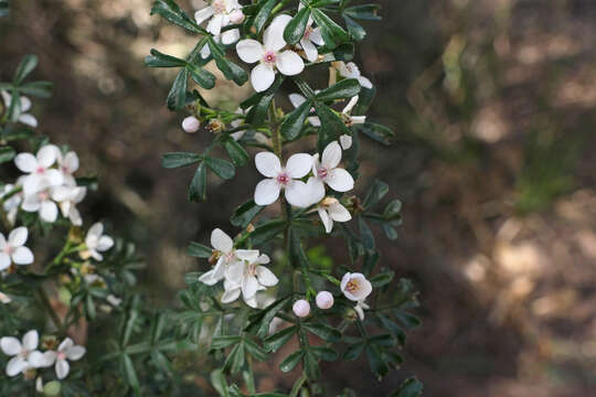 Image de Cyanothamnus anemonifolius subsp. variabilis