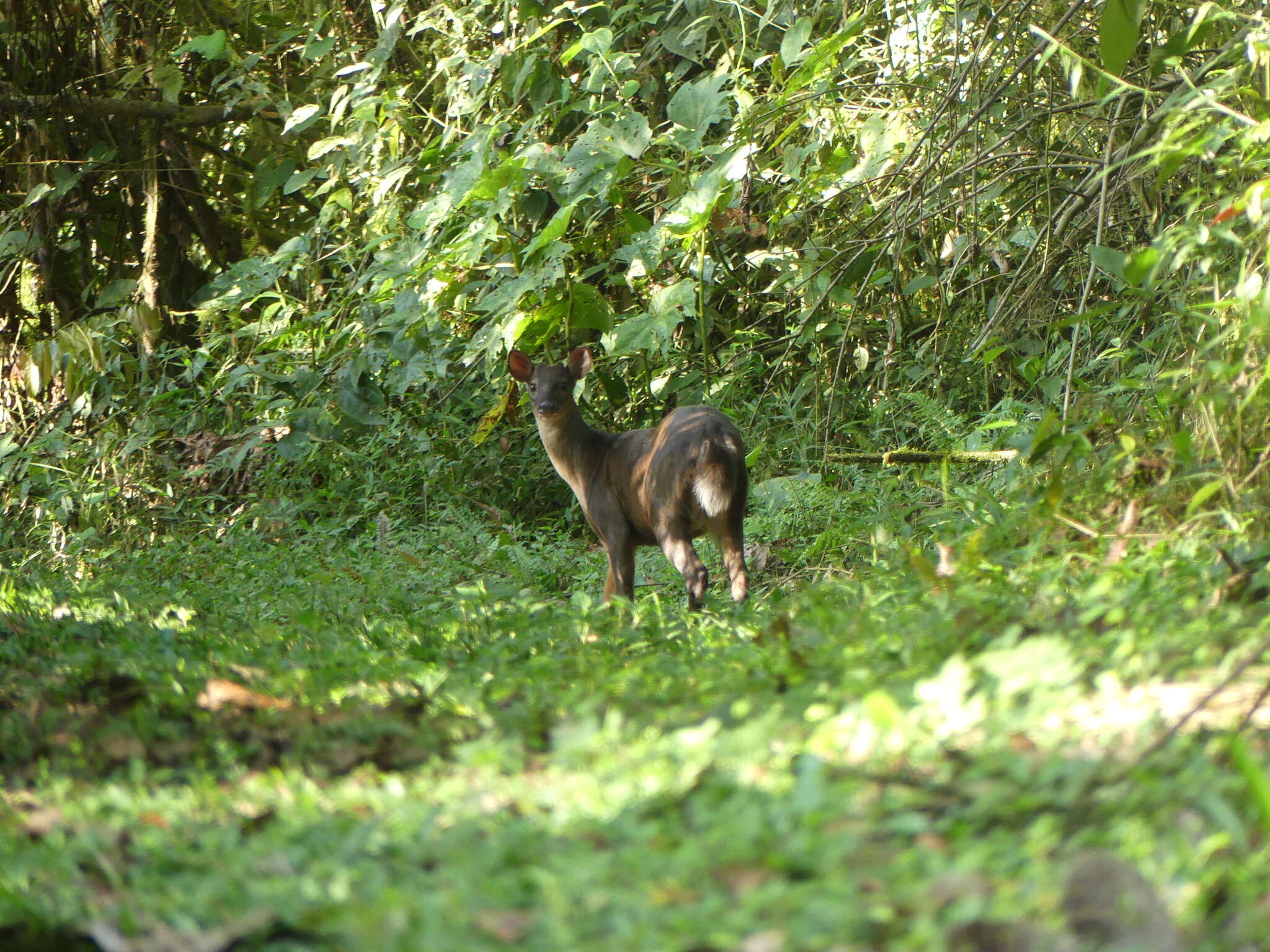 Image of South American Red Brocket