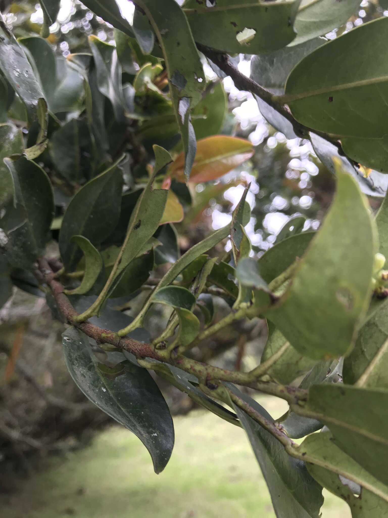 Imagem de Prunus buxifolia Koehne