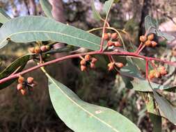 Image of Eucalyptus major (Maiden) Blakely