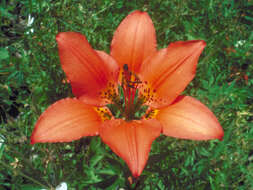 Lilium philadelphicum L. resmi