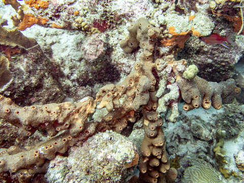 Image of brown tube sponge