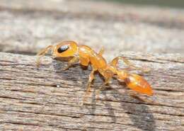 Image of Pseudomyrmex simplex (Smith 1877)