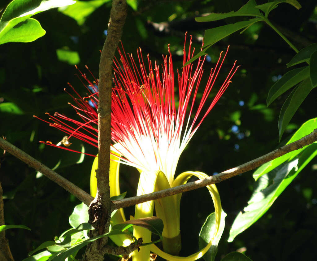 Image of Guiana-chestnut