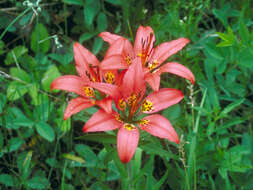 Lilium philadelphicum L. resmi