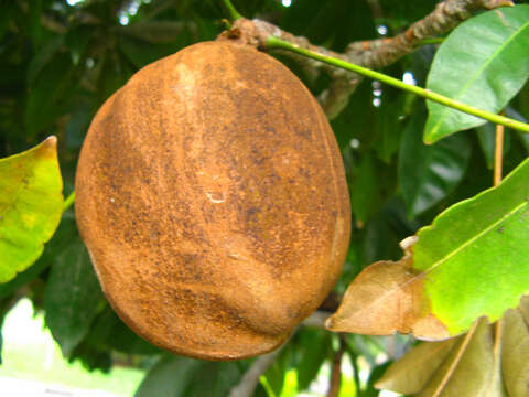 Image of Guiana-chestnut