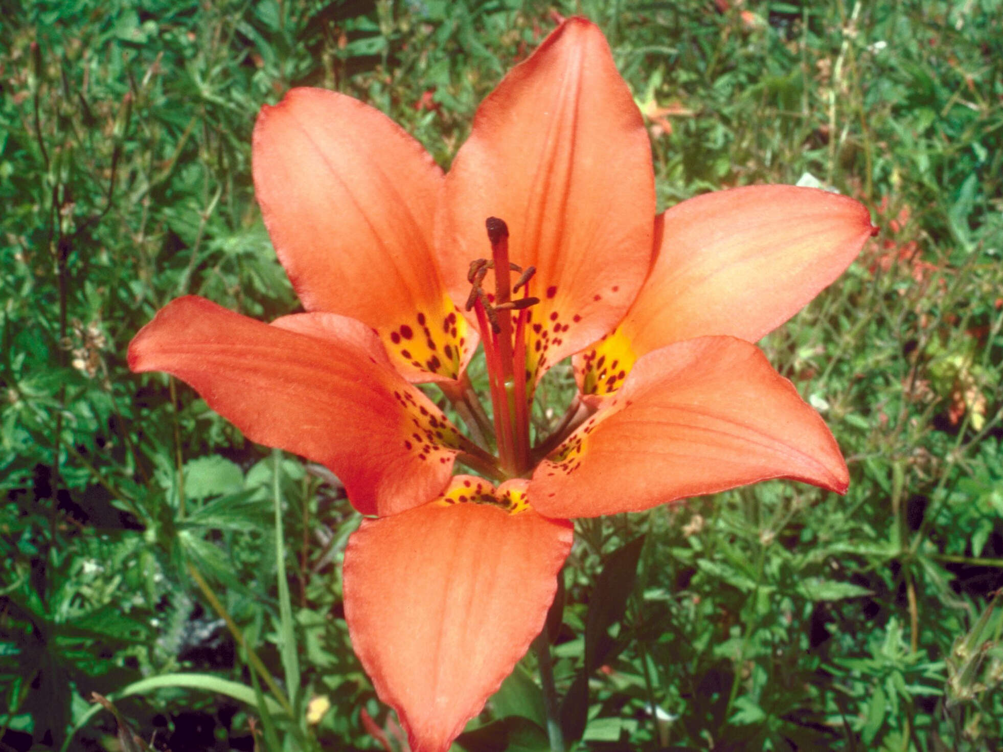 Lilium philadelphicum L. resmi