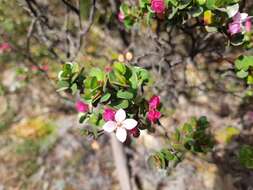 Boronia rhomboidea Hook. resmi