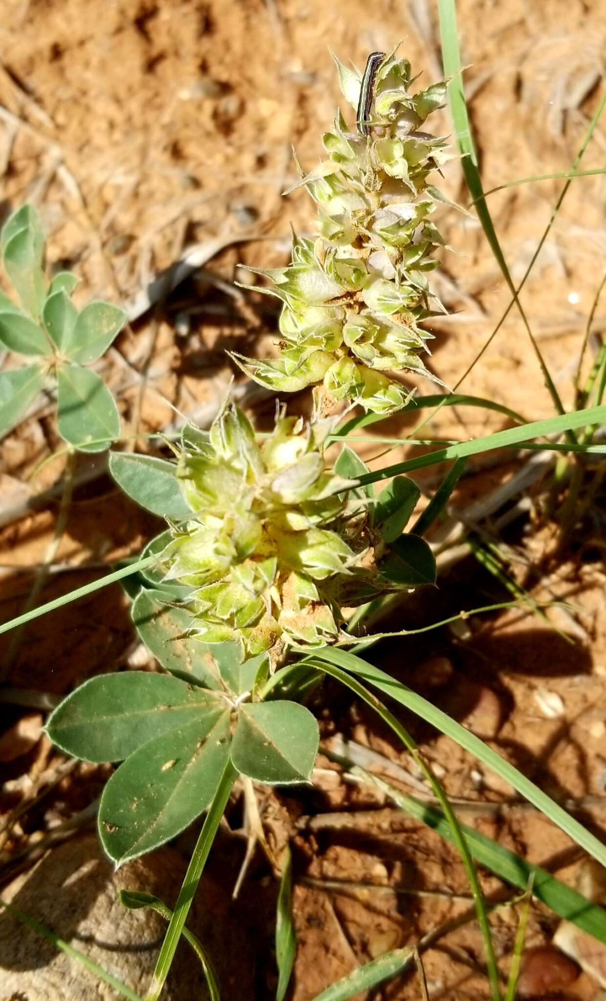 Image of largebract Indian breadroot