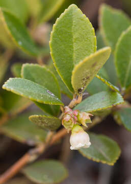 Image of creeping blueberry