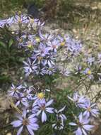 Image of slender aster