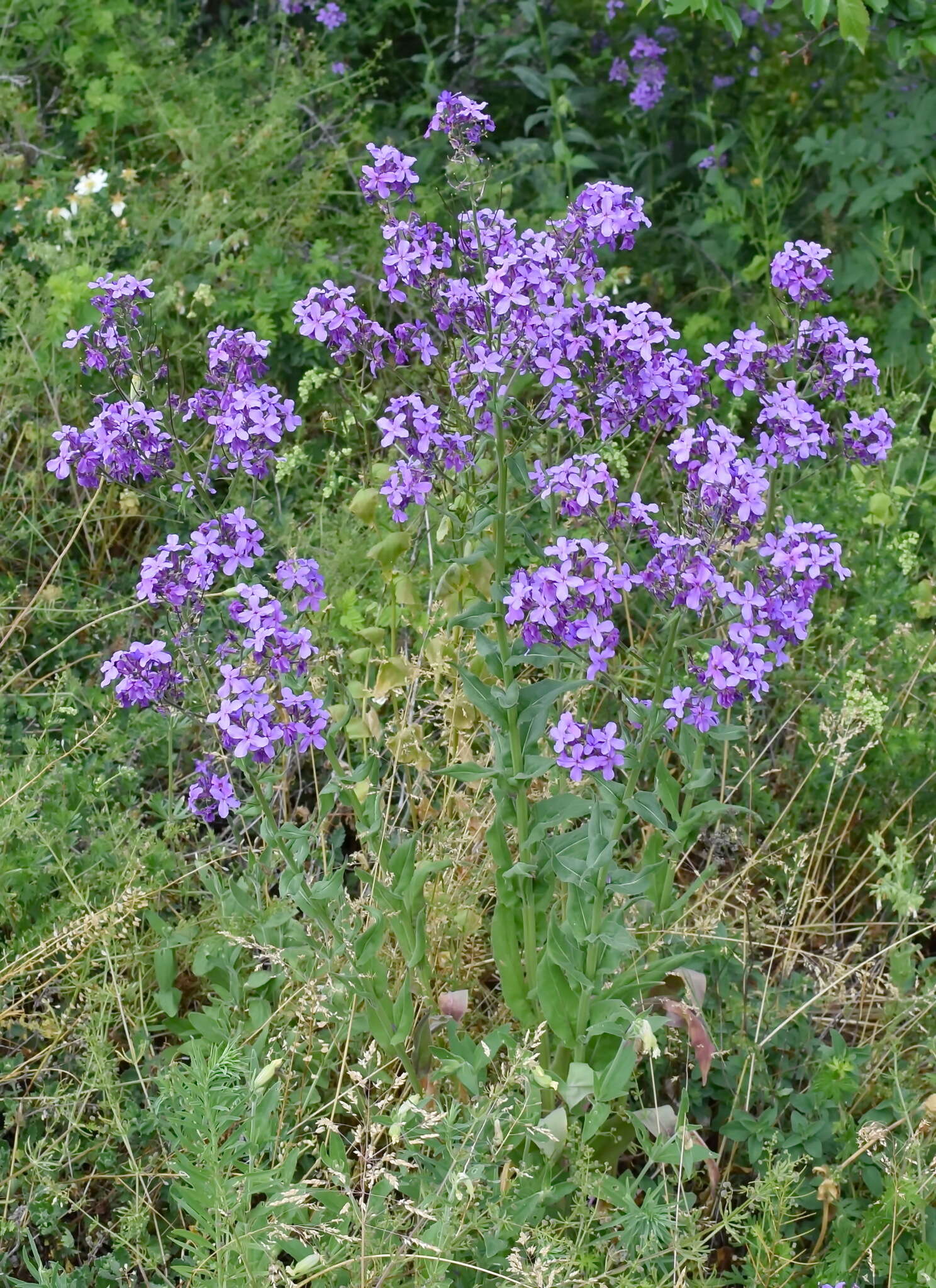 Imagem de Hesperis pycnotricha Borbás